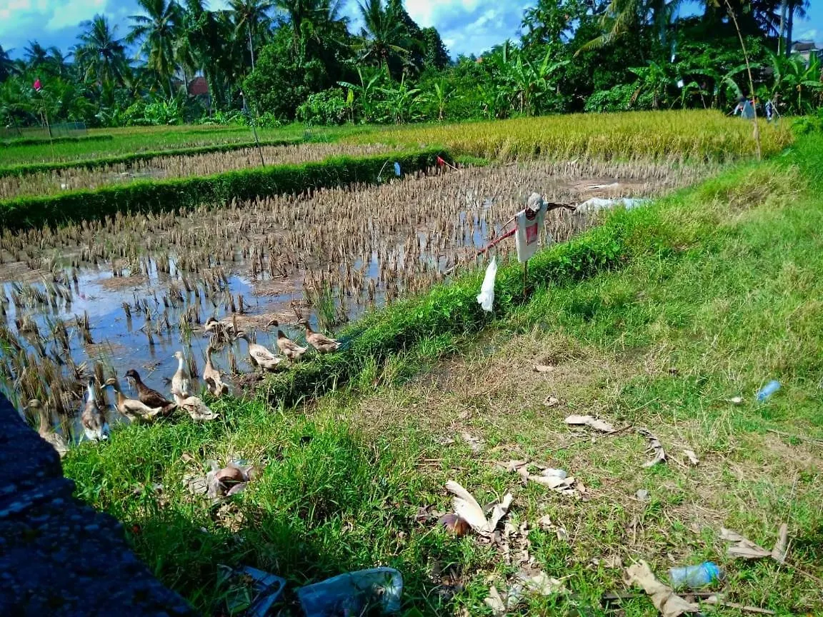 Uma Kutuh 2 Bed & Breakfast Ubud  Ubud (Bali)