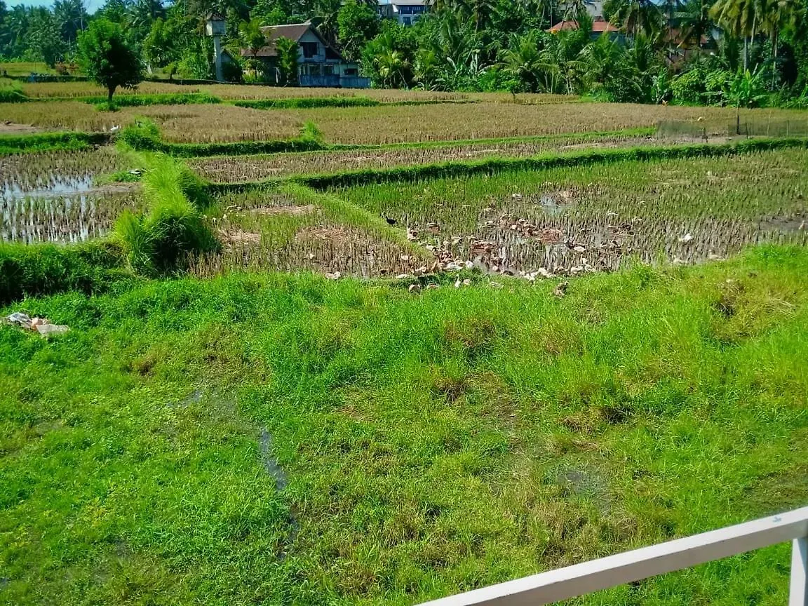 Bed and Breakfast Uma Kutuh 2 Ubud Gasthof